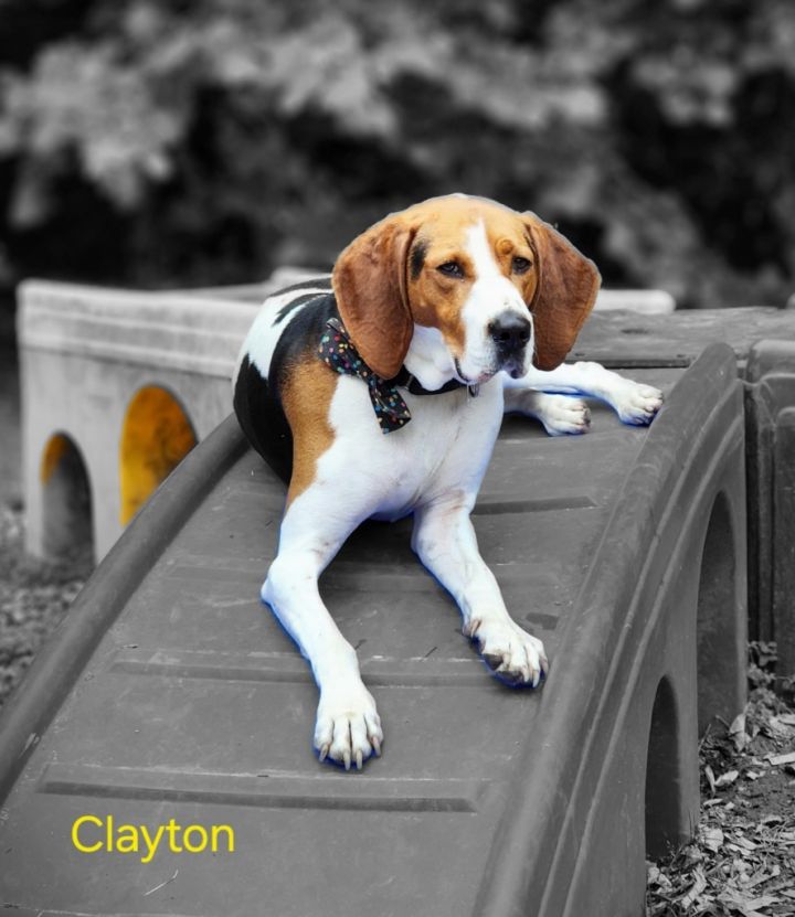 Clayton 1