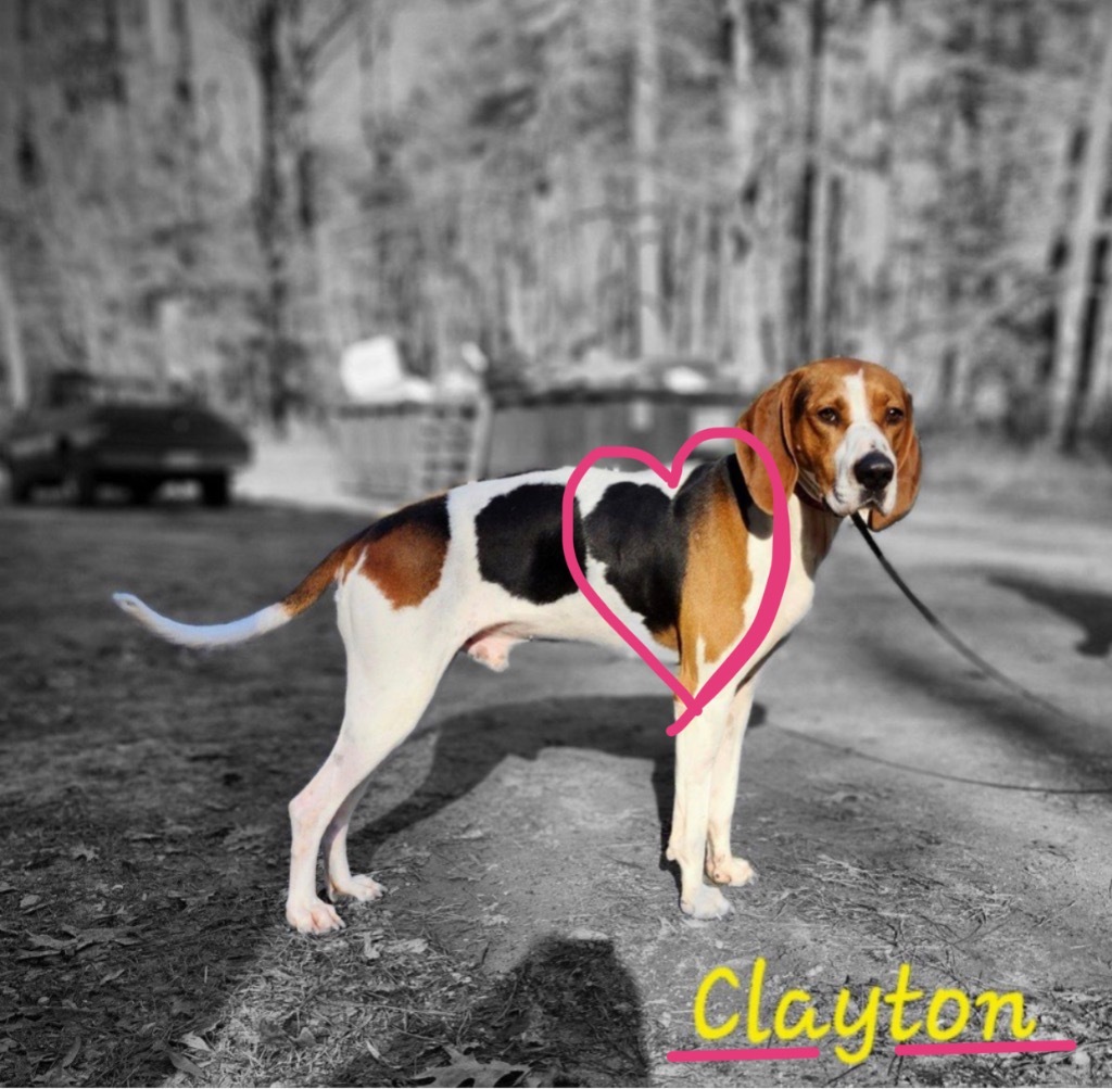 Clayton, an adoptable Foxhound in Cambridge, MD, 21613 | Photo Image 2
