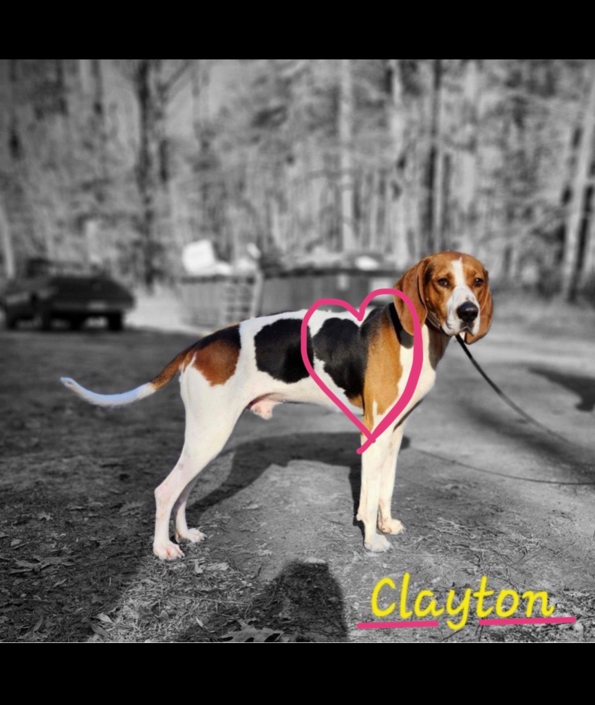 Clayton, an adoptable Foxhound in Cambridge, MD, 21613 | Photo Image 3