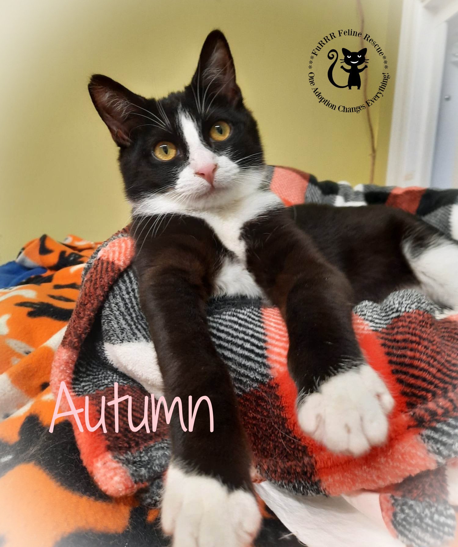 Autumn, an adoptable Domestic Short Hair in Gonic, NH, 03839 | Photo Image 1