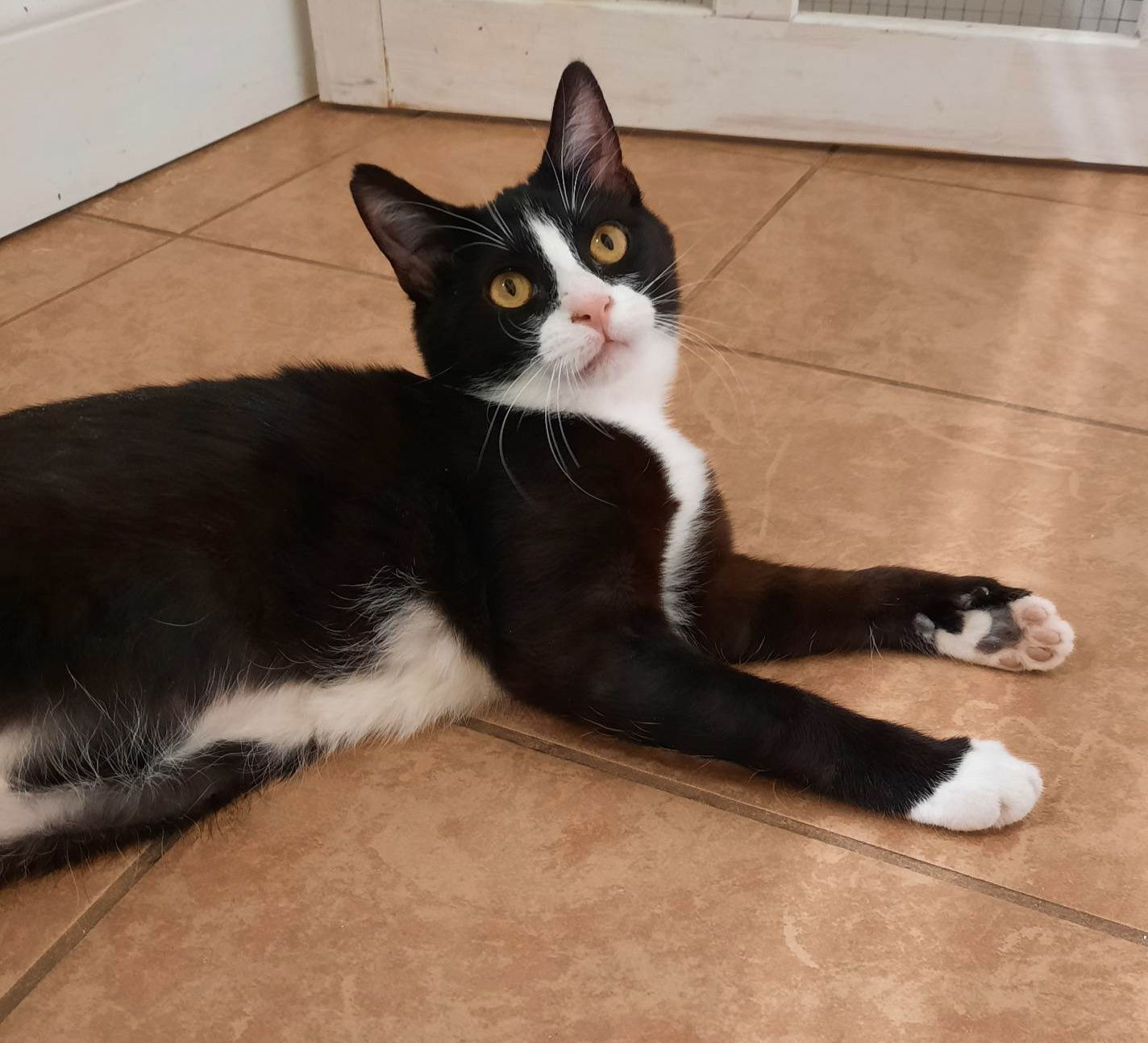 Autumn, an adoptable Domestic Short Hair in Gonic, NH, 03839 | Photo Image 2