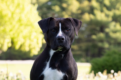 Maxwell *ASPIRING BODY BUILDER*, an adoptable Staffordshire Bull Terrier, Mixed Breed in Harbor Springs, MI, 49740 | Photo Image 1