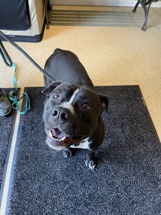 Maxwell *ASPIRING BODY BUILDER*, an adoptable Staffordshire Bull Terrier, Mixed Breed in Harbor Springs, MI, 49740 | Photo Image 3