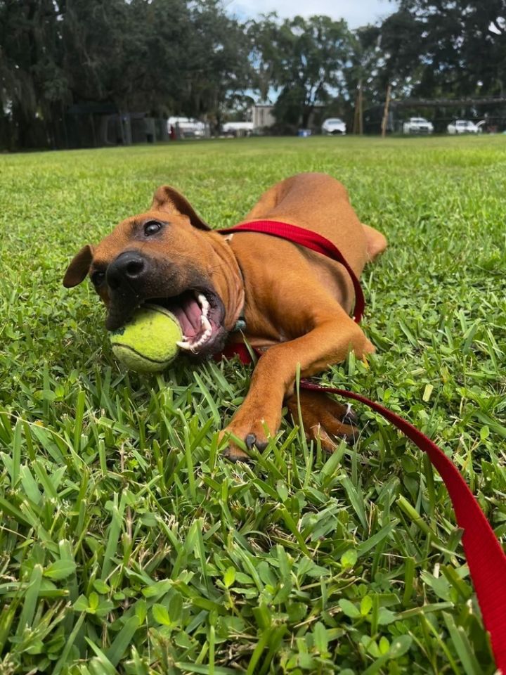 Marlin, an adoptable Black Mouth Cur Mix in Lakeland, FL_image-1