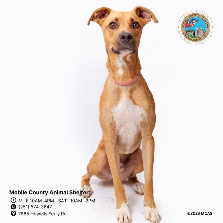 DEXTER, an adoptable Black Mouth Cur Mix in Mobile, AL_image-1