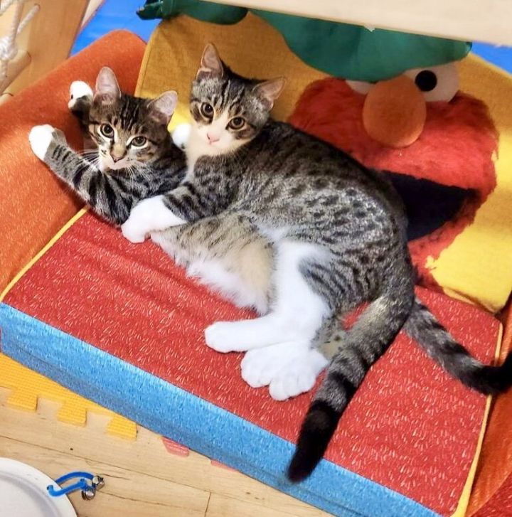 Jonah & Jace (Meet us in the Adoption Room!), an adoptable Domestic Short Hair in Brooklyn, NY_image-1