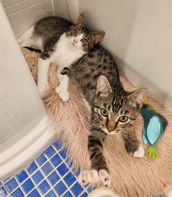 Jonah & Jace (Meet us in the Adoption Room!), an adoptable Domestic Short Hair in Brooklyn, NY_image-2