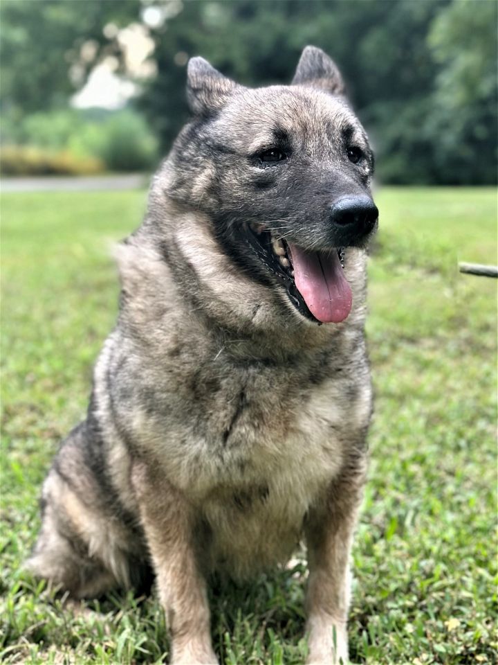 LYISA, an adoptable Norwegian Elkhound in Franklin, TN_image-1