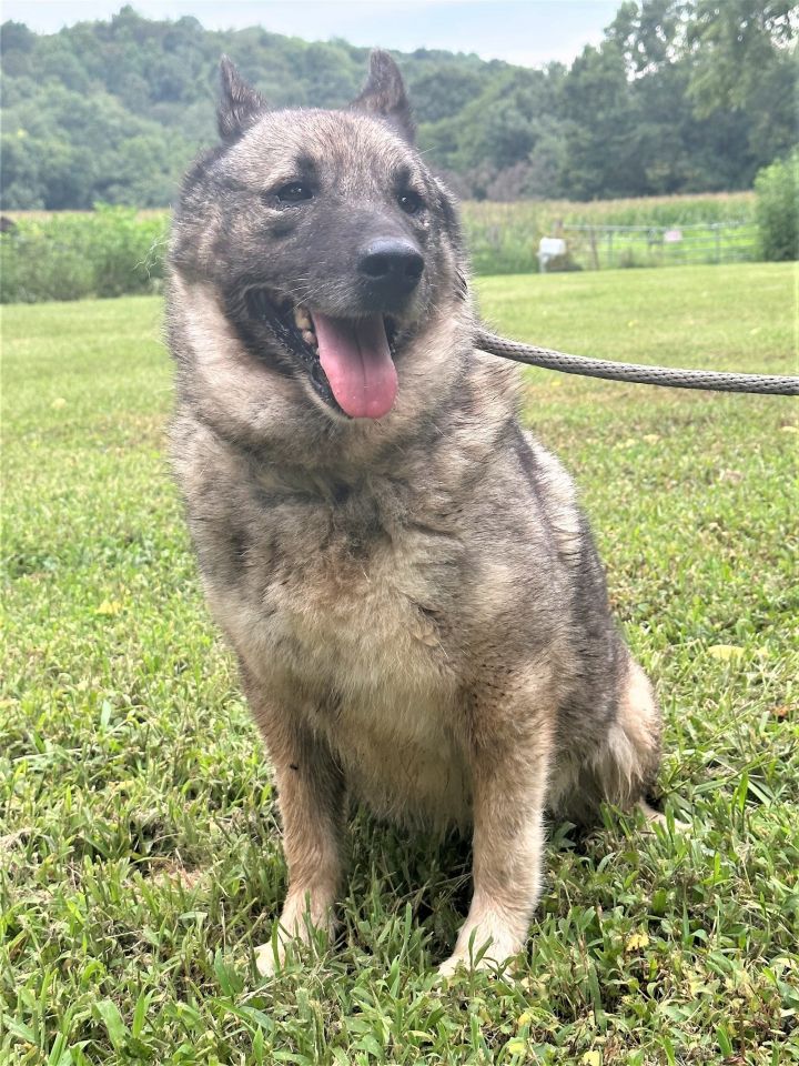 LYISA, an adoptable Norwegian Elkhound in Franklin, TN_image-3