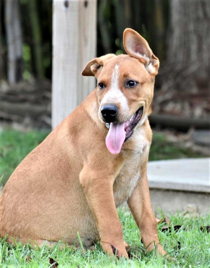 PUPPY PAUL, an adoptable Australian Cattle Dog / Blue Heeler Mix in Franklin, TN_image-1