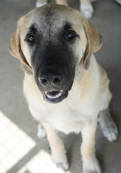Top, an adoptable Anatolian Shepherd, Akbash in Bowling Green, KY, 42102 | Photo Image 2