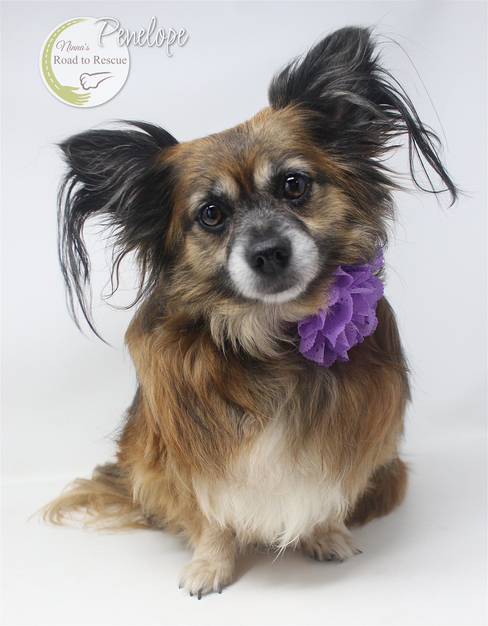Portly Penelope, an adoptable Papillon, Chihuahua in Benton, LA, 71006 | Photo Image 1