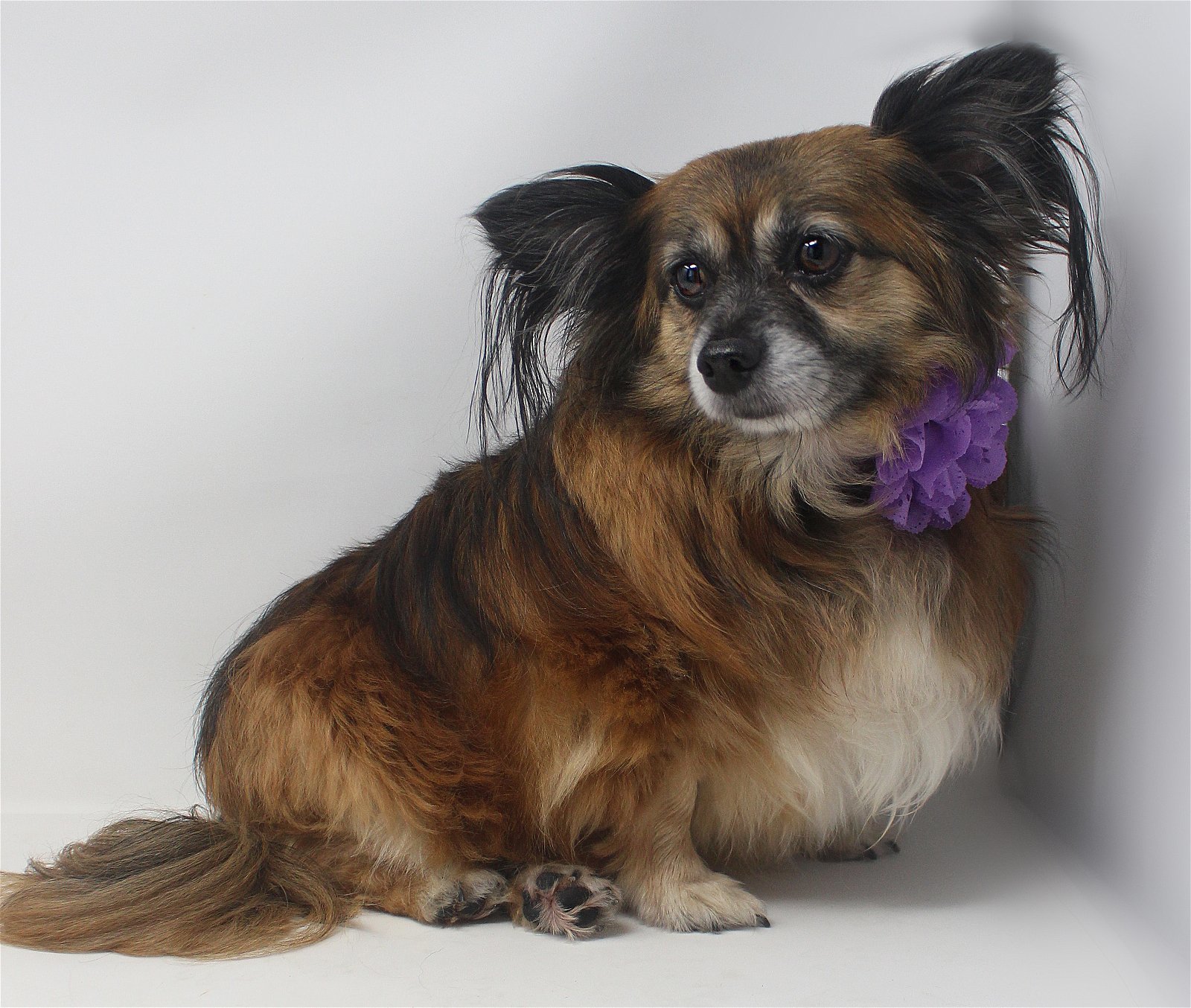 Portly Penelope, an adoptable Papillon, Chihuahua in Benton, LA, 71006 | Photo Image 2