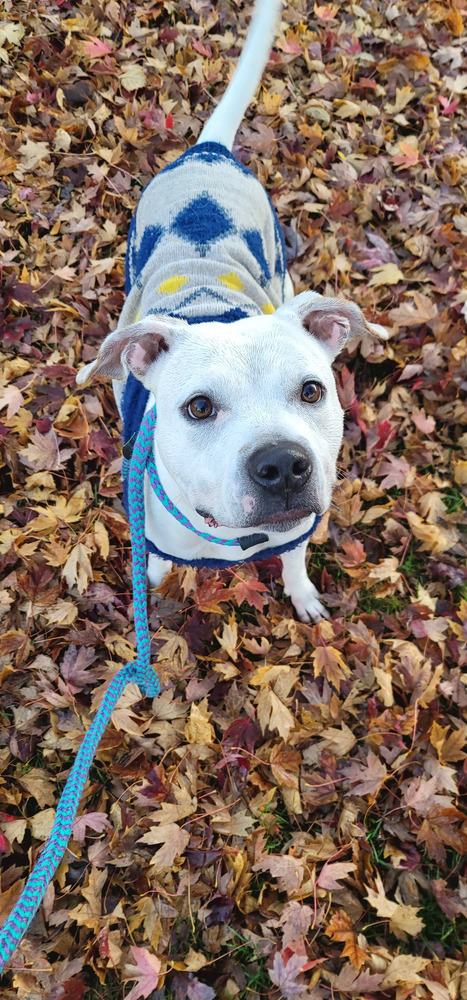 AC Layla, an adoptable Boxer in Fremont, NE, 68025 | Photo Image 1