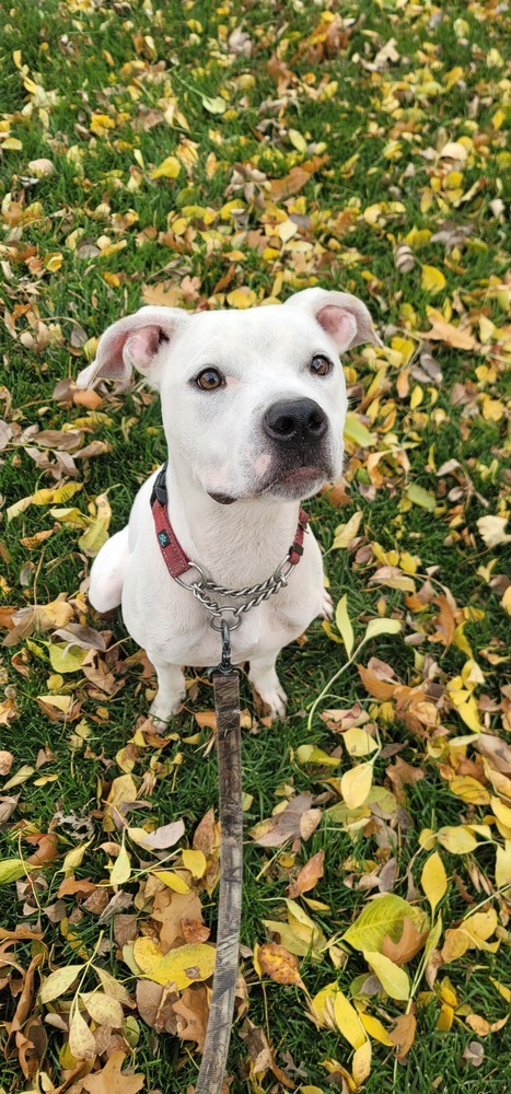 AC Layla, an adoptable Boxer in Fremont, NE, 68025 | Photo Image 2