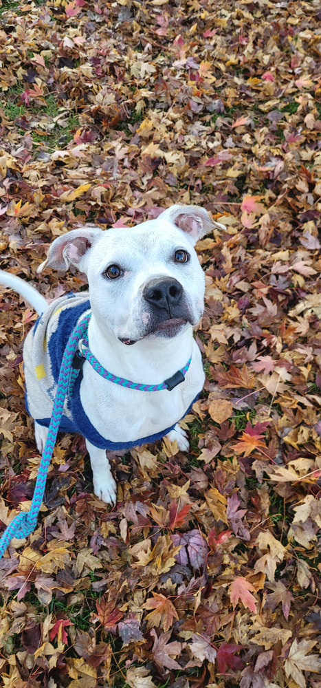 AC Layla, an adoptable Boxer in Fremont, NE, 68025 | Photo Image 2