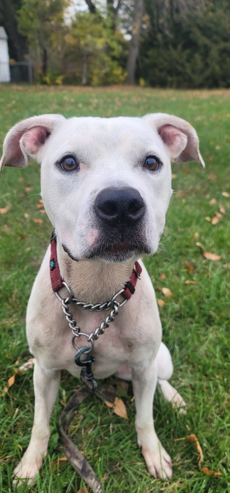 AC Layla, an adoptable Boxer in Fremont, NE, 68025 | Photo Image 3