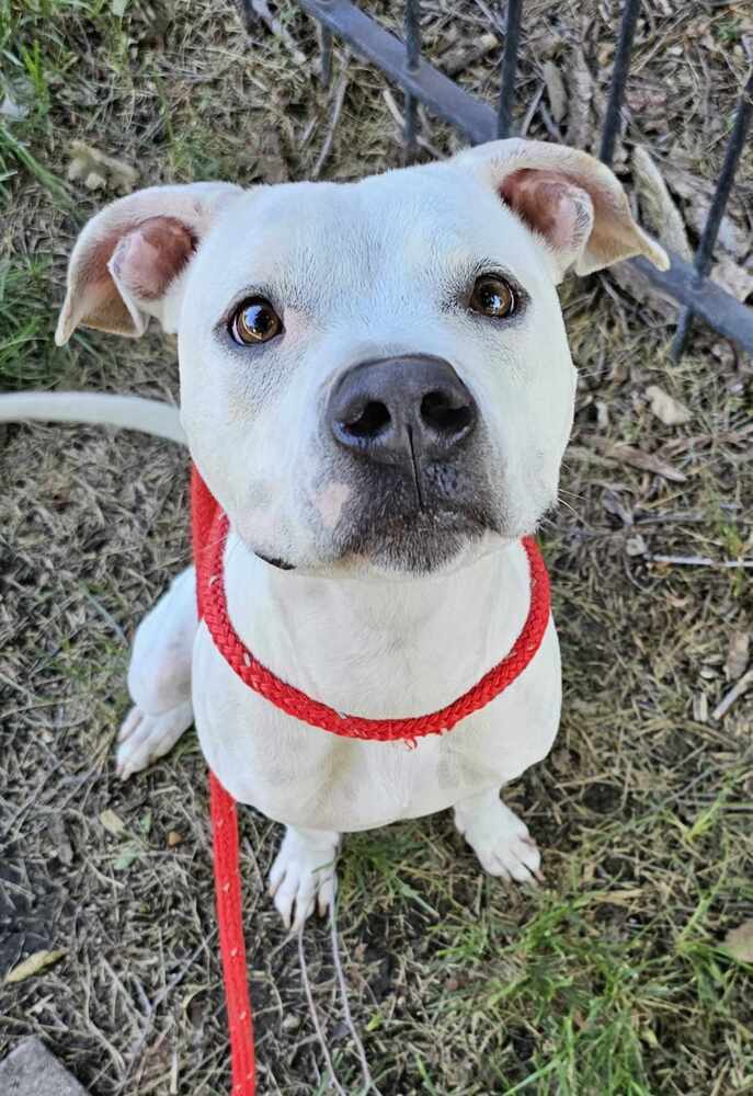 AC Layla, an adoptable Boxer in Fremont, NE, 68025 | Photo Image 4