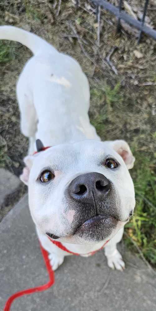 AC Layla, an adoptable Boxer in Fremont, NE, 68025 | Photo Image 5