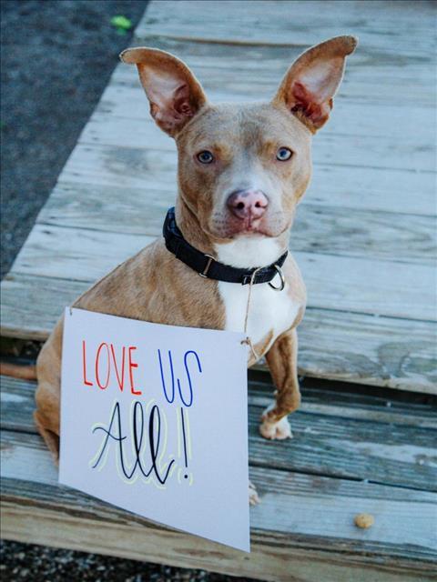 Dog for adoption - HOCUS POCUS, a Pit Bull Terrier in Toledo, OH