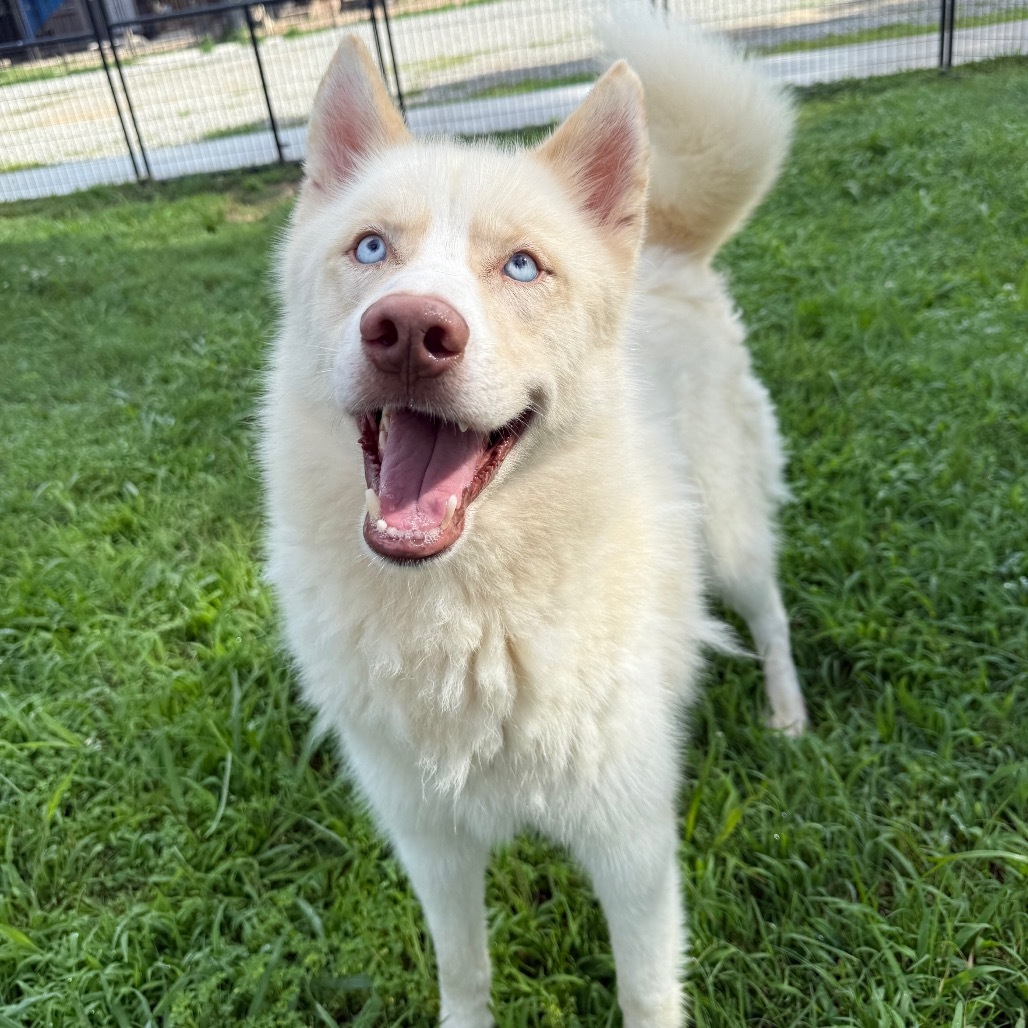 Judge, an adoptable Husky in Eufaula, OK, 74432 | Photo Image 1