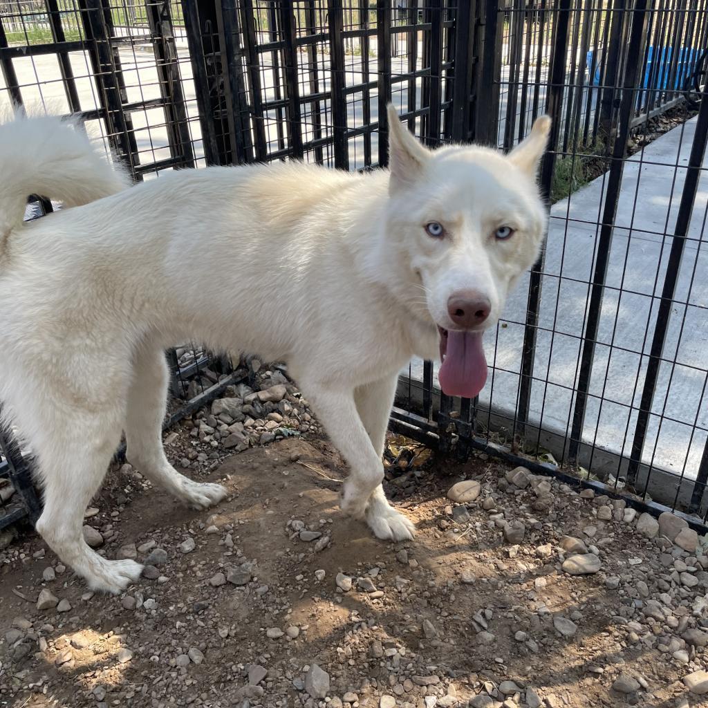 Judge, an adoptable Husky in Eufaula, OK, 74432 | Photo Image 2