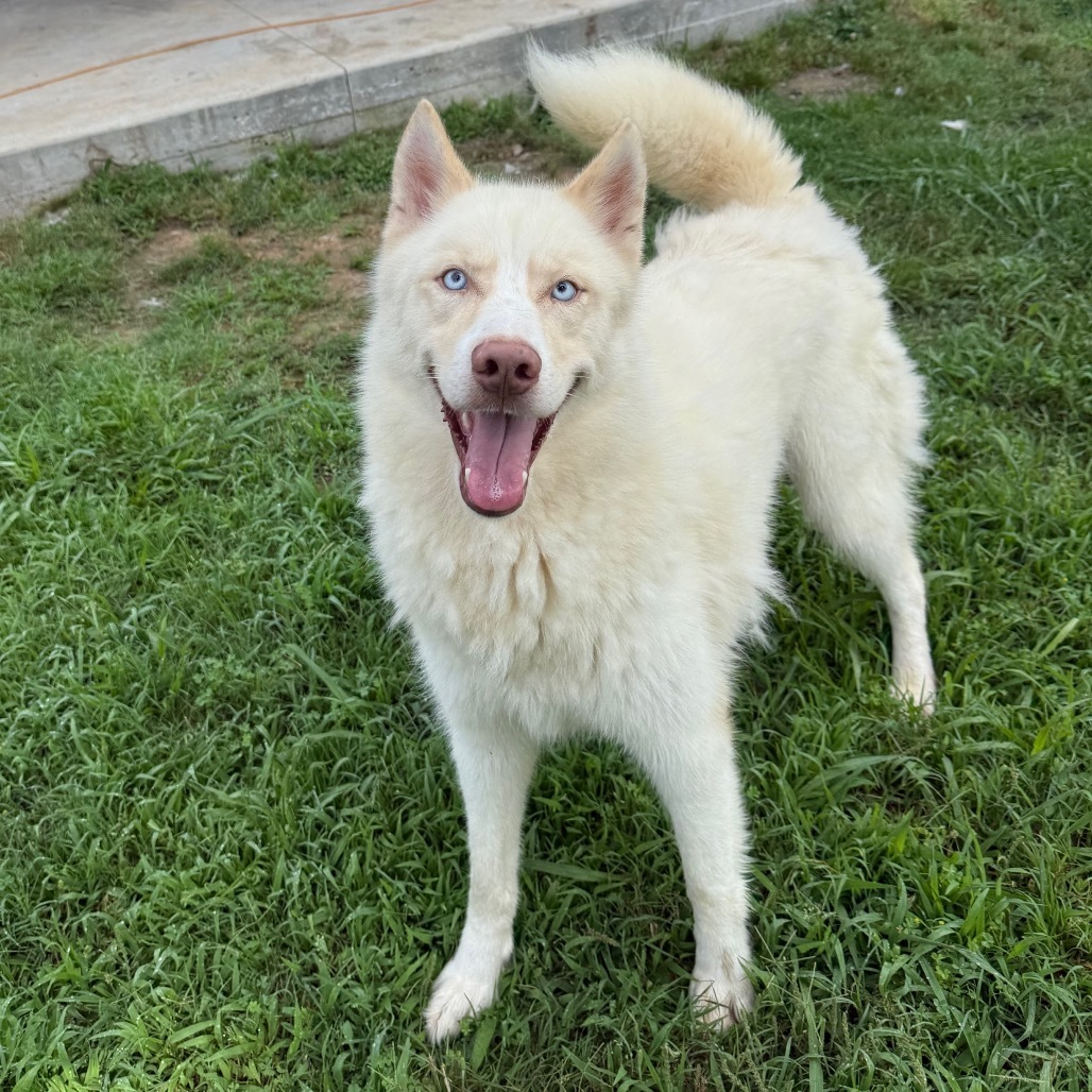 Judge, an adoptable Husky in Eufaula, OK, 74432 | Photo Image 3