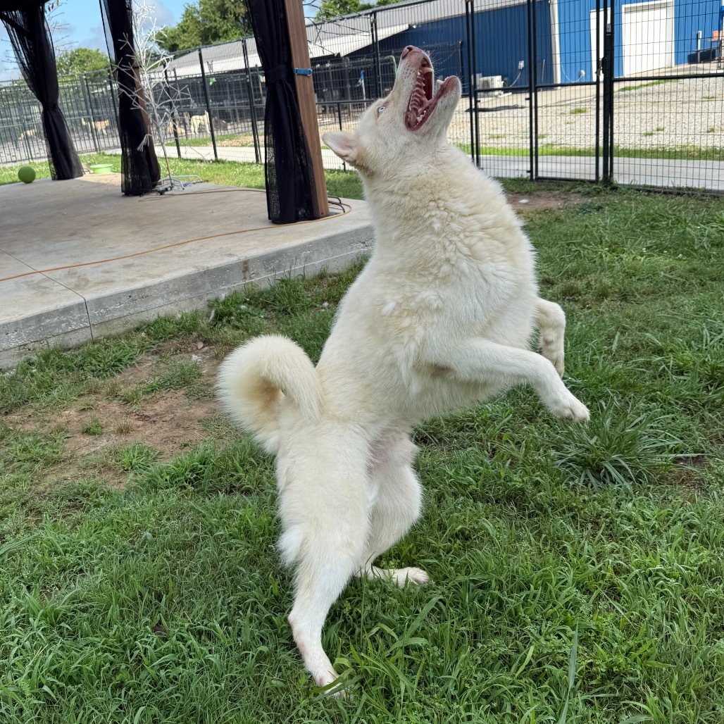 Judge, an adoptable Husky in Eufaula, OK, 74432 | Photo Image 4