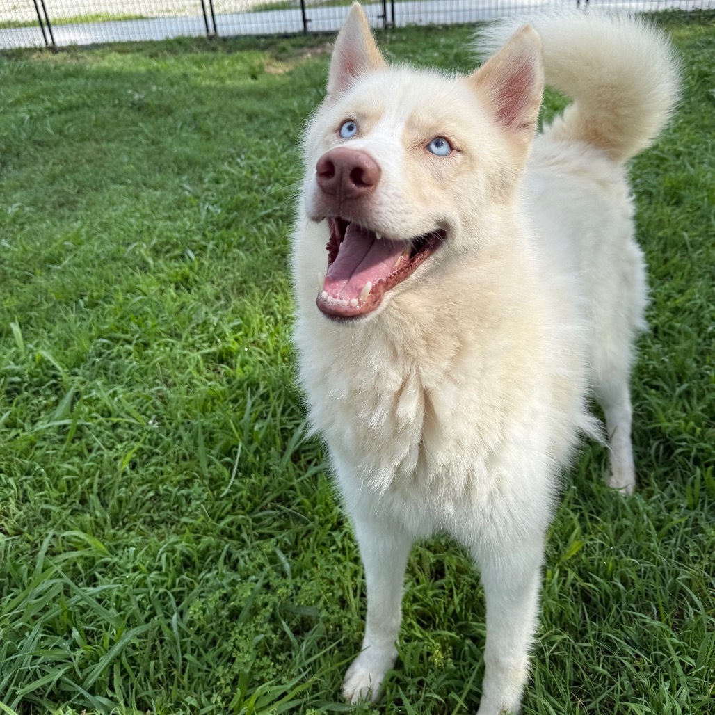 Judge, an adoptable Husky in Eufaula, OK, 74432 | Photo Image 5