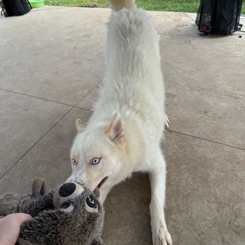 Judge, an adoptable Husky in Eufaula, OK, 74432 | Photo Image 6