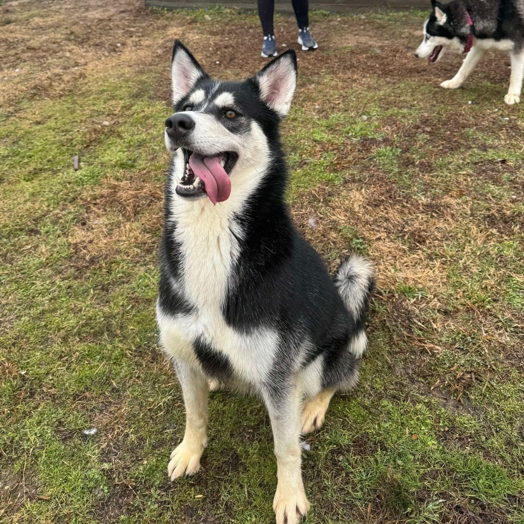 Candi, an adoptable Husky in Eufaula, OK, 74432 | Photo Image 1