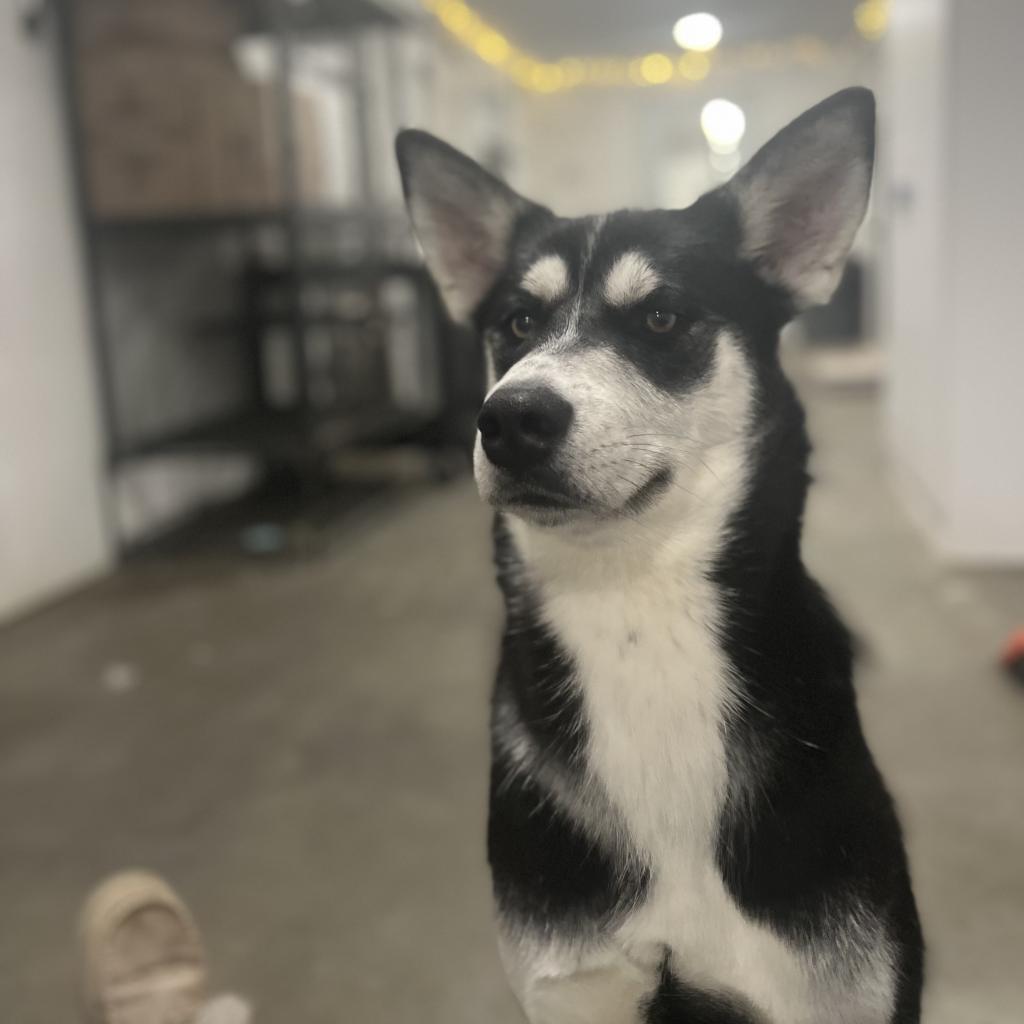 Candi, an adoptable Husky in Eufaula, OK, 74432 | Photo Image 2