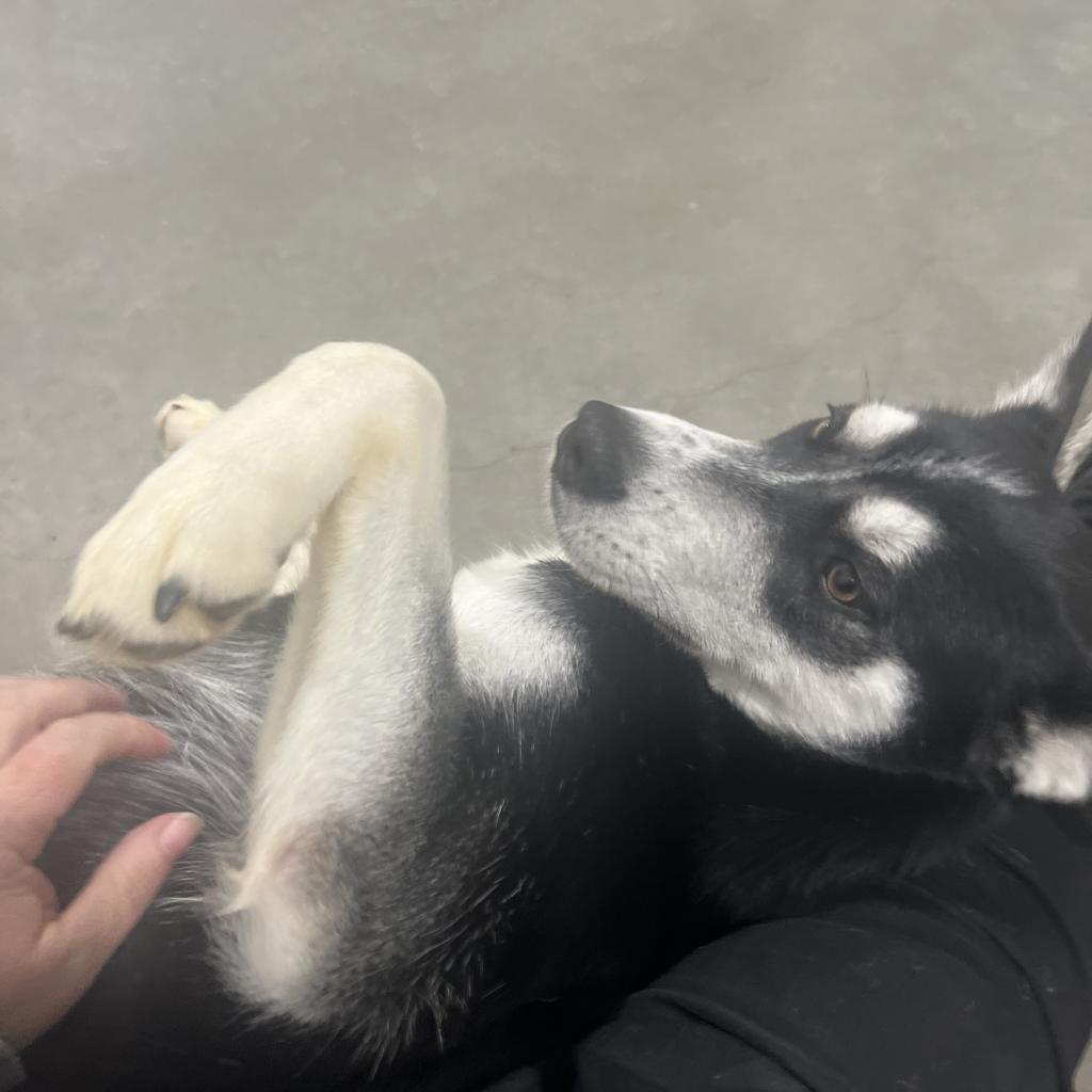 Candi, an adoptable Husky in Eufaula, OK, 74432 | Photo Image 3
