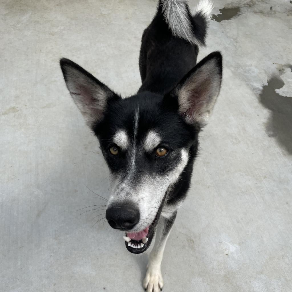 Candi, an adoptable Husky in Eufaula, OK, 74432 | Photo Image 4