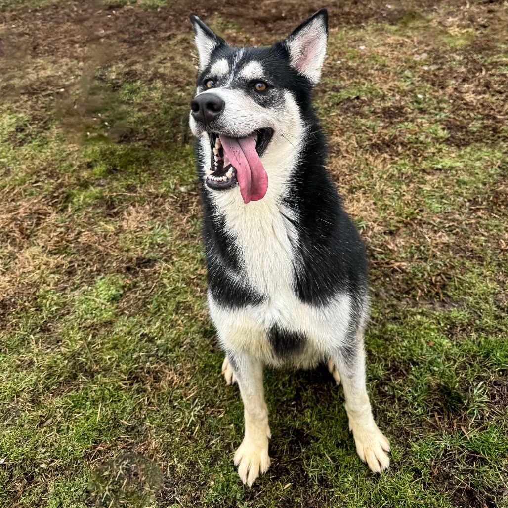 Candi, an adoptable Husky in Eufaula, OK, 74432 | Photo Image 5