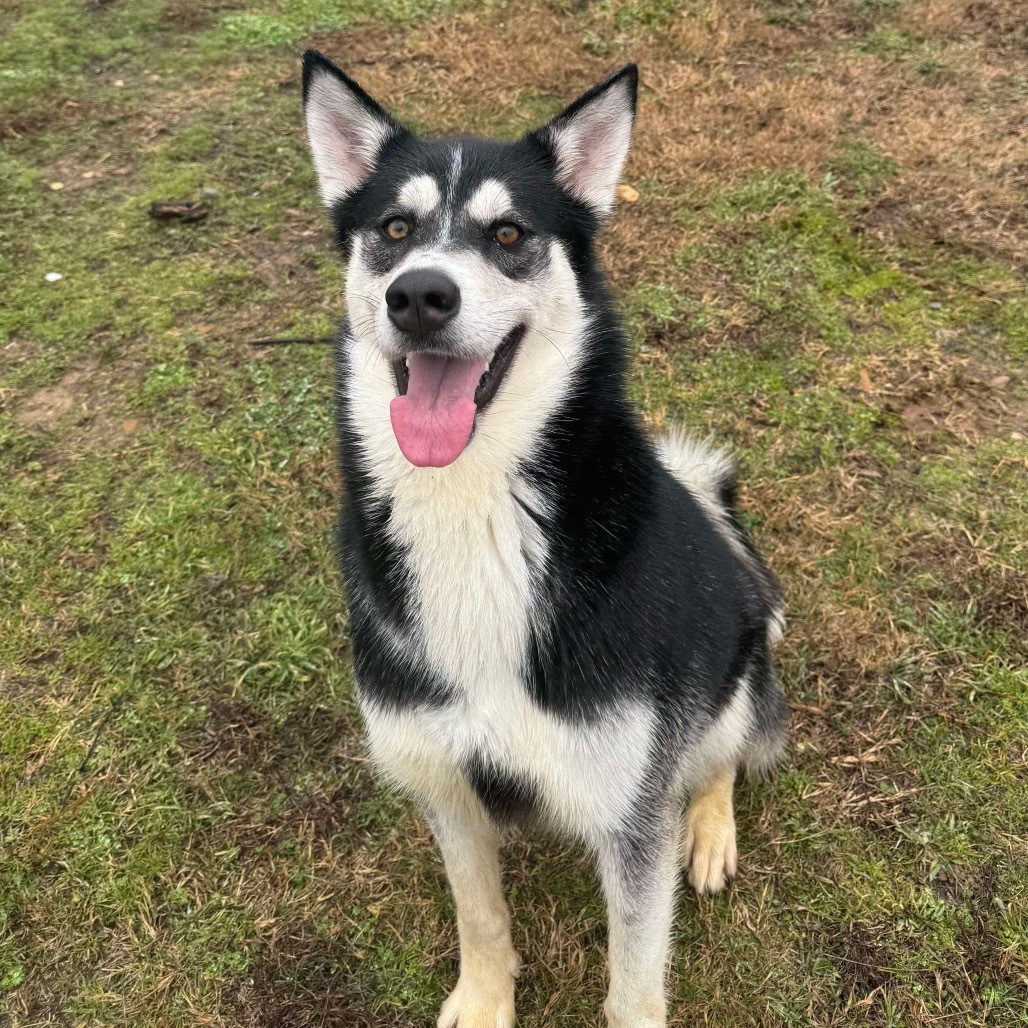 Candi, an adoptable Husky in Eufaula, OK, 74432 | Photo Image 6