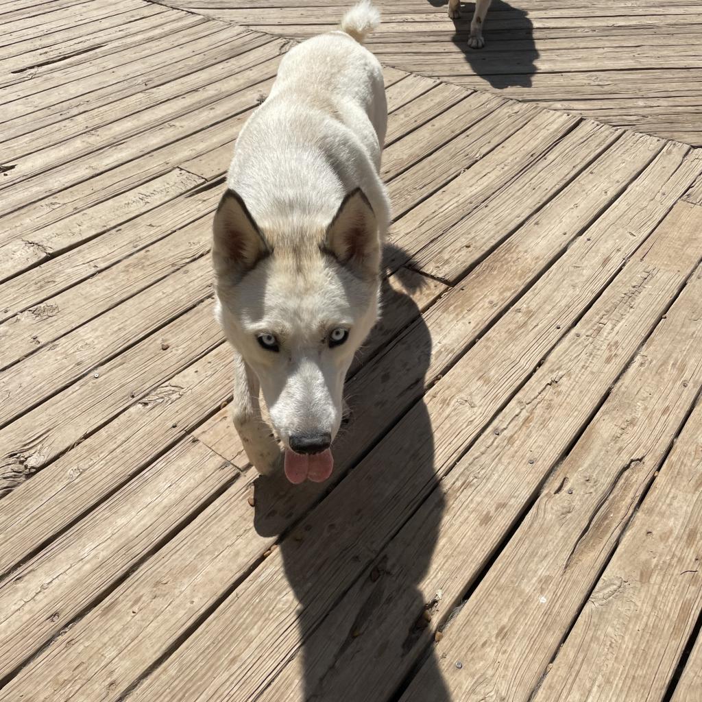 Gibson, an adoptable Husky in Eufaula, OK, 74432 | Photo Image 1