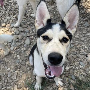 Petey, Adult Male Husky