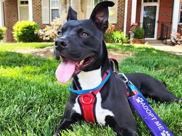 BANKS, an adoptable American Staffordshire Terrier, Mixed Breed in Raleigh, NC, 27603 | Photo Image 1