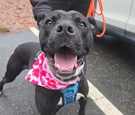 ORCA, an adoptable American Staffordshire Terrier, Mixed Breed in Raleigh, NC, 27603 | Photo Image 1
