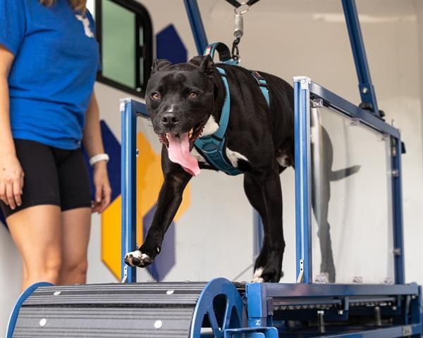 ORCA, an adoptable American Staffordshire Terrier, Mixed Breed in Raleigh, NC, 27603 | Photo Image 1