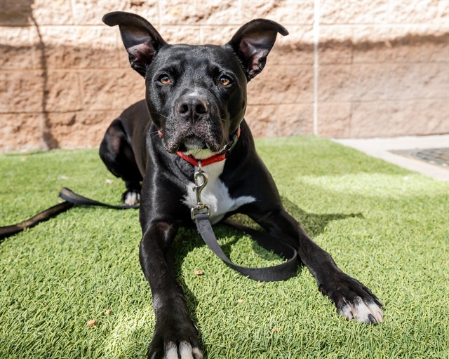 ORCA, an adoptable American Staffordshire Terrier, Mixed Breed in Raleigh, NC, 27603 | Photo Image 1