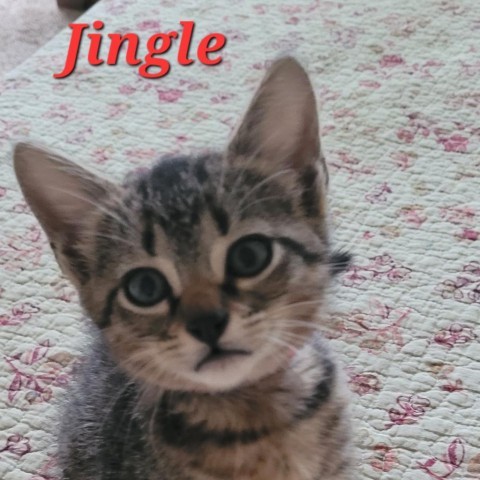 Jingle, an adoptable Domestic Short Hair in Leander, TX, 78641 | Photo Image 2