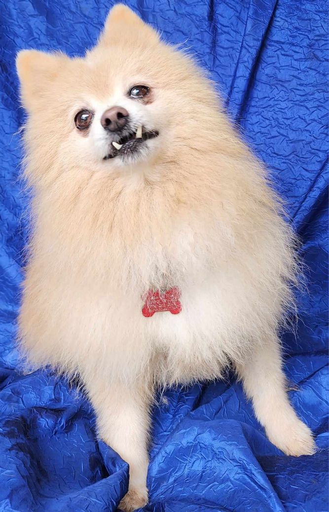 Dog for adoption - Frankie Penfield, a Pomeranian Mix in Cuba, NY