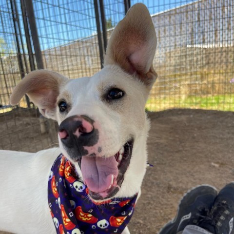 Ritz, an adoptable Mixed Breed in Taos, NM, 87571 | Photo Image 1