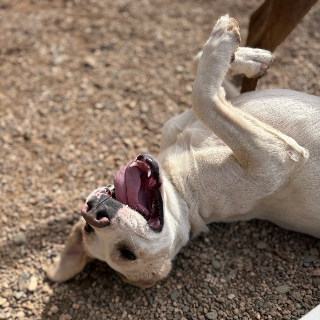 Ritz, an adoptable Mixed Breed in Taos, NM, 87571 | Photo Image 1