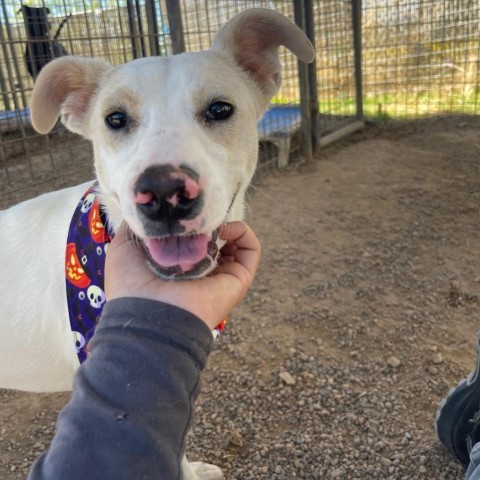 Ritz, an adoptable Mixed Breed in Taos, NM, 87571 | Photo Image 3