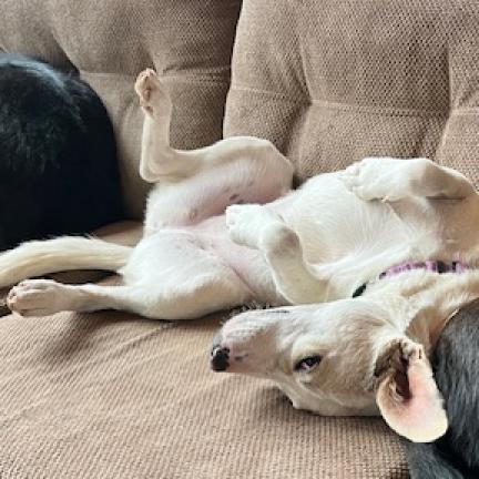 Ritz, an adoptable Mixed Breed in Taos, NM, 87571 | Photo Image 3