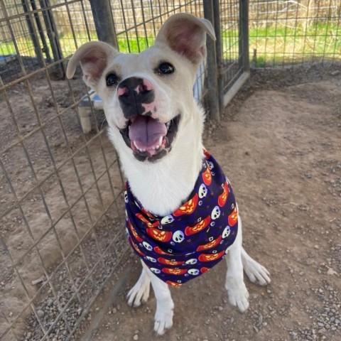 Ritz, an adoptable Mixed Breed in Taos, NM, 87571 | Photo Image 4