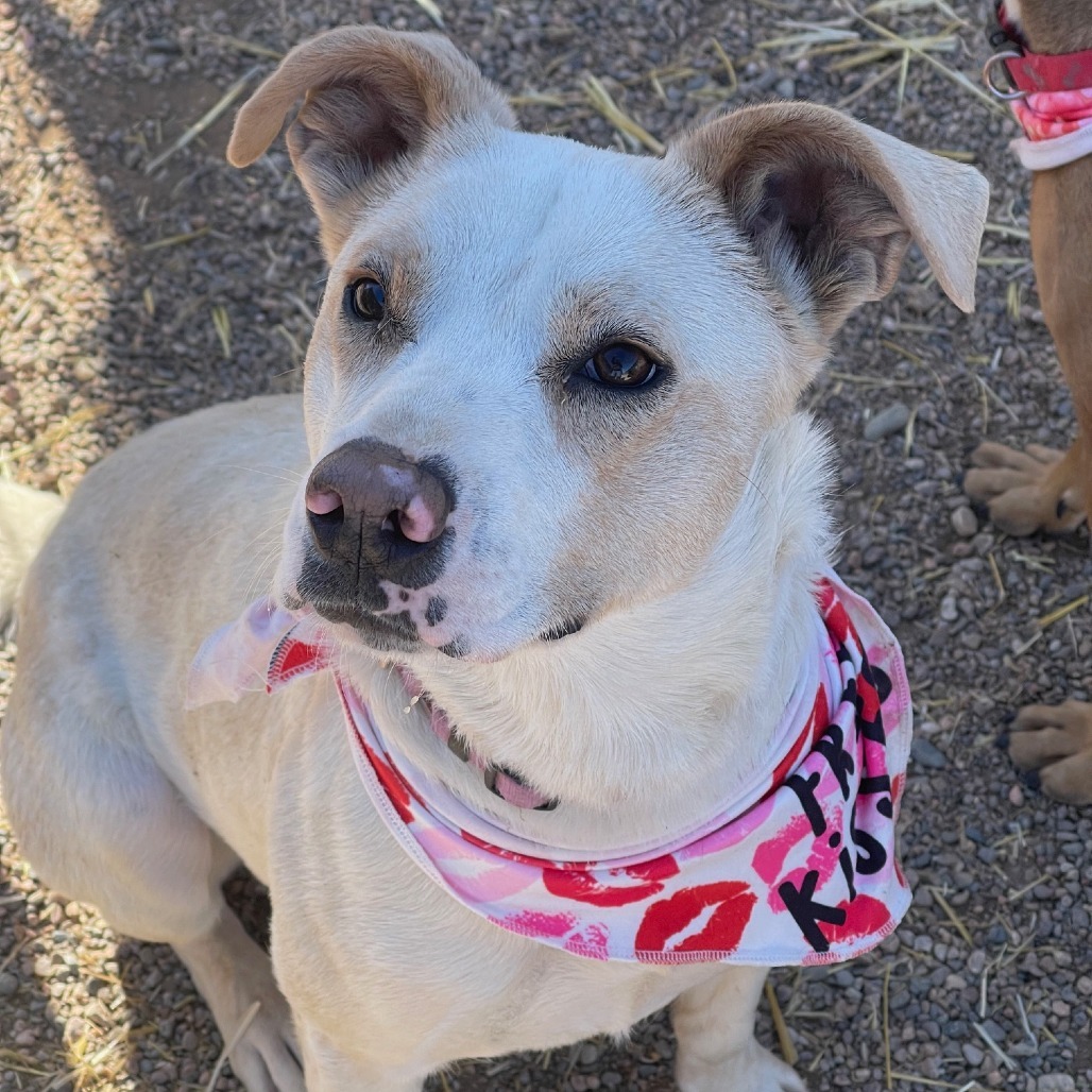 Ritz, an adoptable Mixed Breed in Taos, NM, 87571 | Photo Image 5